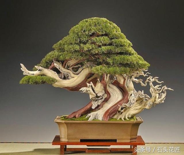 這些盆栽個個都是精品，可謂是價值連城，有的比一套房都貴