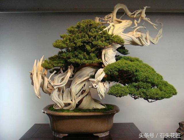這些盆栽個個都是精品，可謂是價值連城，有的比一套房都貴