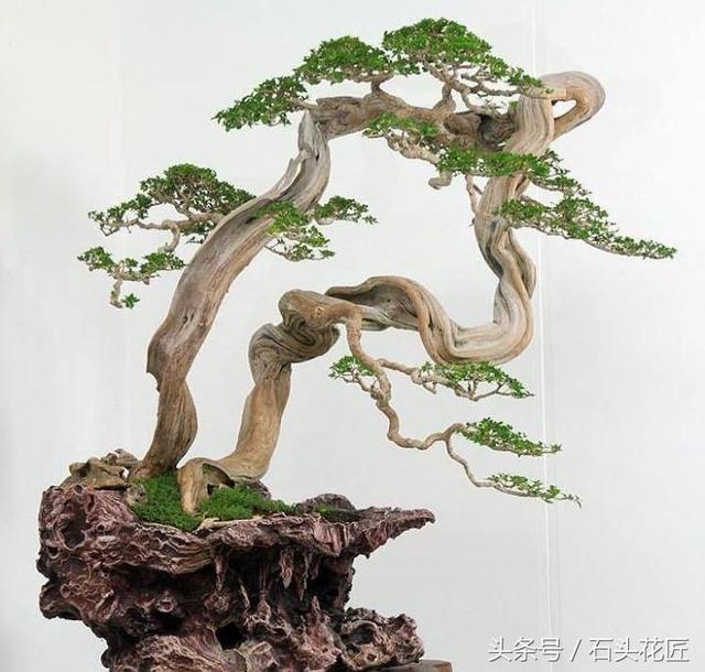 這些盆栽個個都是精品，可謂是價值連城，有的比一套房都貴