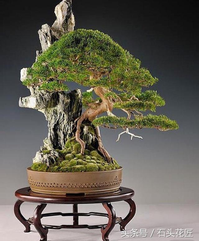 這些盆栽個個都是精品，可謂是價值連城，有的比一套房都貴