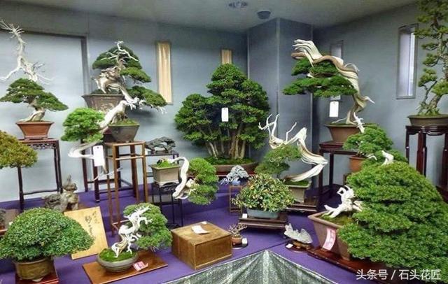 這些盆栽個個都是精品，可謂是價值連城，有的比一套房都貴