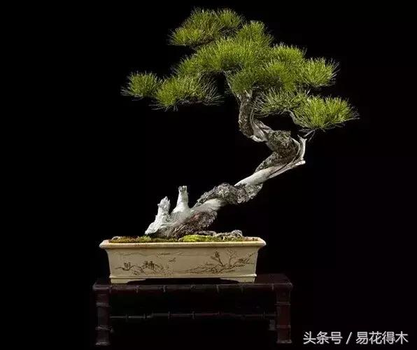 盆景環剝技術的效用及手法