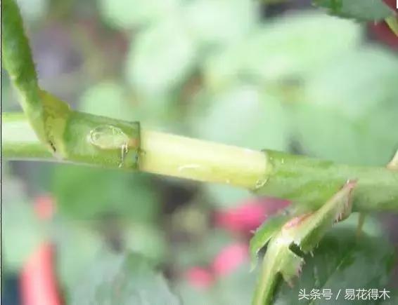 盆景環剝技術的效用及手法