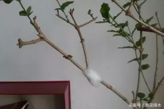 盆景環剝技術的效用及手法