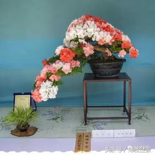 那些猶如神龍探海的盆景怎麼做成的？