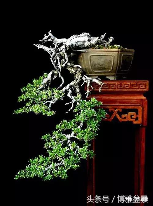那些猶如神龍探海的盆景怎麼做成的？
