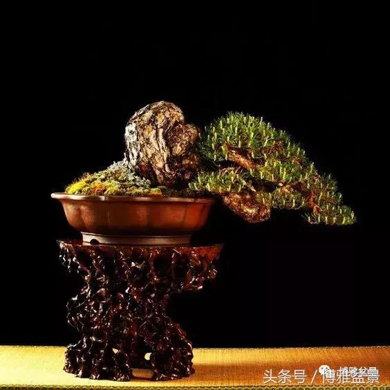 那些猶如神龍探海的盆景怎麼做成的？