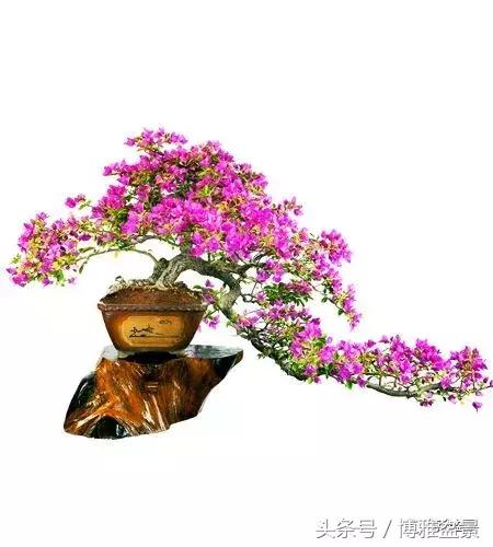 那些猶如神龍探海的盆景怎麼做成的？