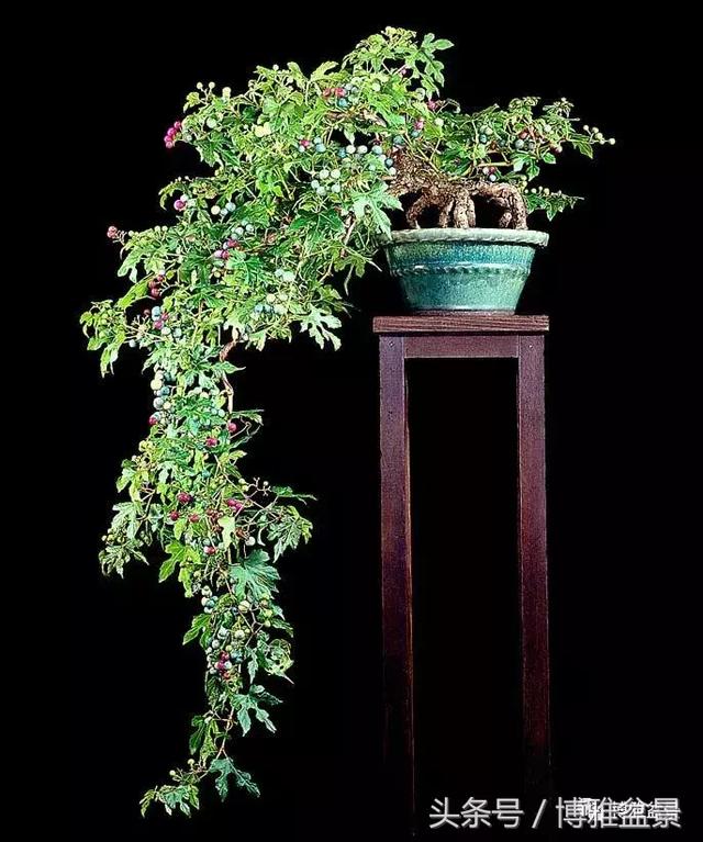 那些猶如神龍探海的盆景怎麼做成的？