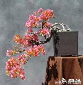 那些猶如神龍探海的盆景怎麼做成的？