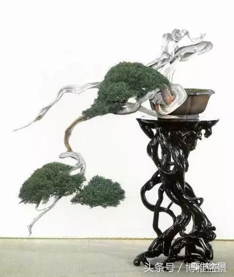 那些猶如神龍探海的盆景怎麼做成的？