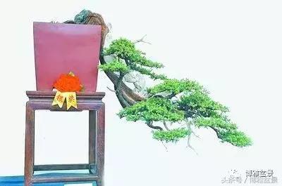 那些猶如神龍探海的盆景怎麼做成的？
