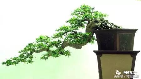 那些猶如神龍探海的盆景怎麼做成的？