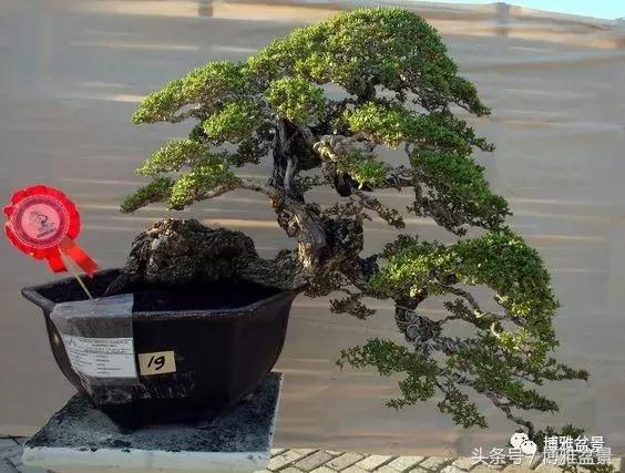 那些猶如神龍探海的盆景怎麼做成的？