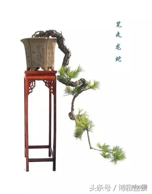 那些猶如神龍探海的盆景怎麼做成的？