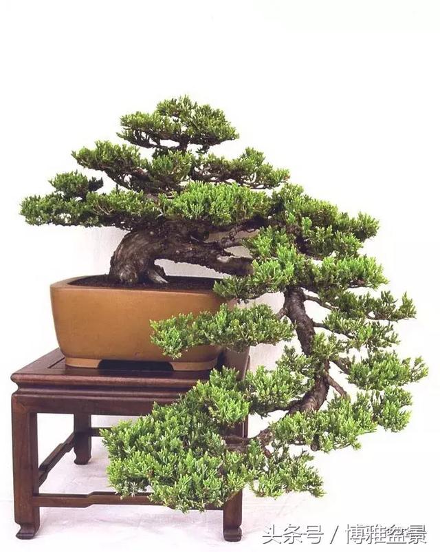 那些猶如神龍探海的盆景怎麼做成的？