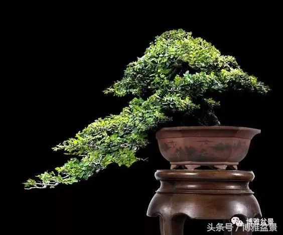 那些猶如神龍探海的盆景怎麼做成的？