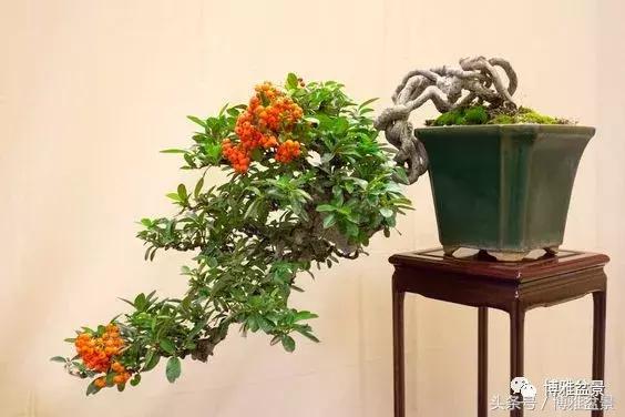 那些猶如神龍探海的盆景怎麼做成的？