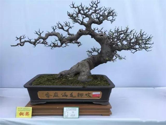 盆景初入門：迴旋式盆景的造型技巧圖解