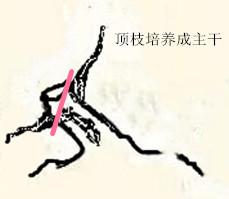盆景初入門：迴旋式盆景的造型技巧圖解