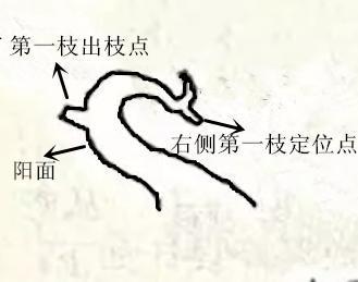 盆景初入門：迴旋式盆景的造型技巧圖解