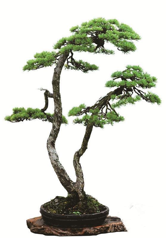 盆景初入門：迴旋式盆景的造型技巧圖解
