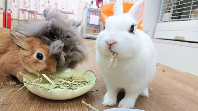 日本奇怪的動物咖啡廳，這是喝咖啡還是逛動物園啊……