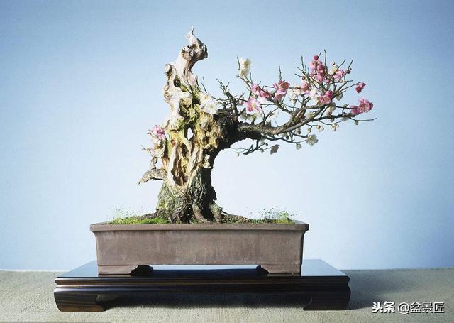 盆景養不好？水、肥沒管好，一篇文章讓你清楚