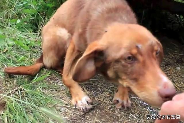 這條狗被鏈子鎖住了，任由它去死！直至救援人員發現了它