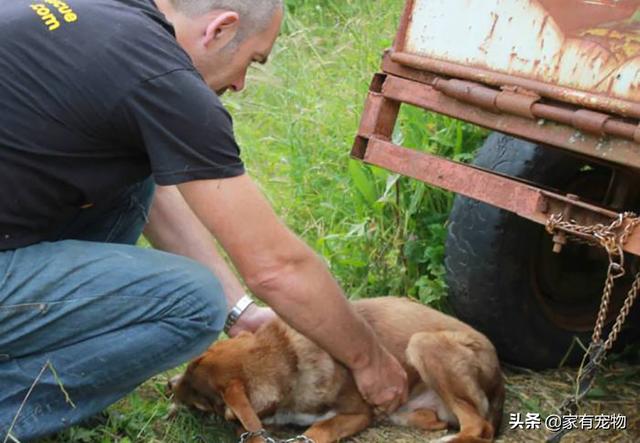 這條狗被鏈子鎖住了，任由它去死！直至救援人員發現了它