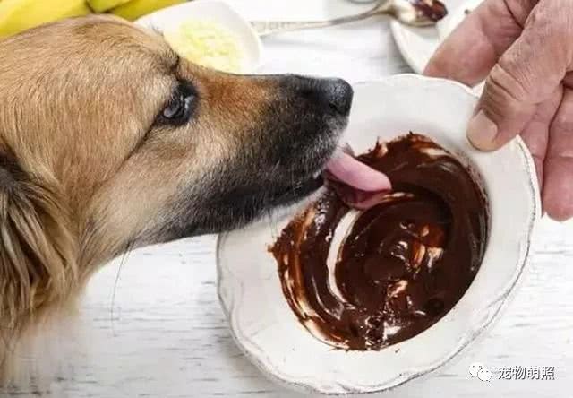 狗狗很「怕」這6種食物，吃多了直接就斃命了！