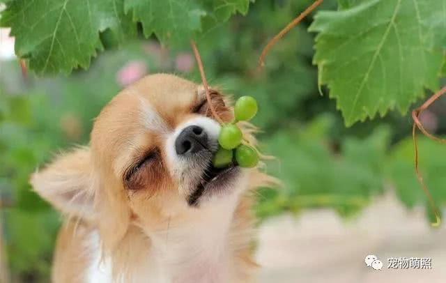 狗狗很「怕」這6種食物，吃多了直接就斃命了！