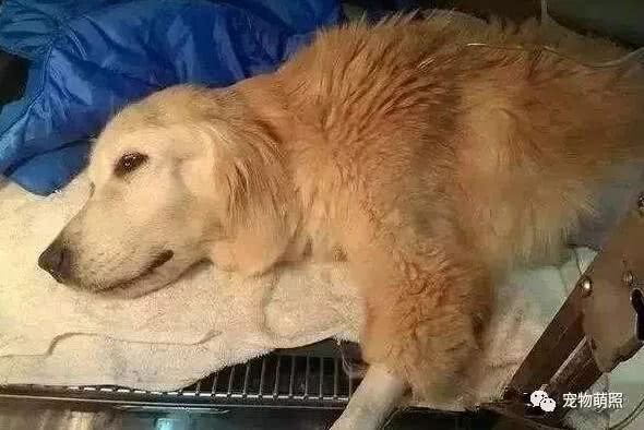 狗狗很「怕」這6種食物，吃多了直接就斃命了！