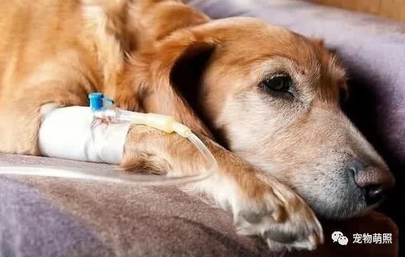 狗狗很「怕」這6種食物，吃多了直接就斃命了！