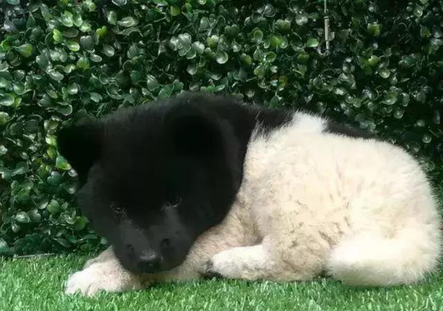 老爸嫌兒子帶回家狗難看要扔掉，奶奶看到狗模樣後：這狗給十萬也不賣，傻子才扔掉