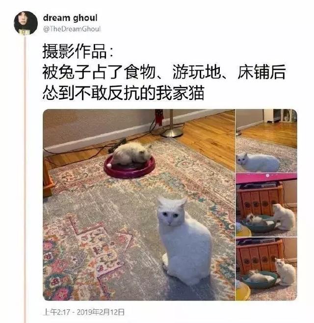 貓究竟能慫成什麼樣？上廁所都要看兔子臉色！