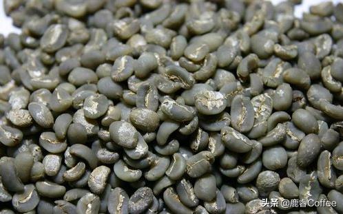 動物咖啡界的一股清流，猴子咖啡什麼口味？