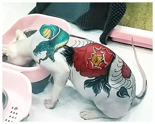 沒有毛髮就紋身！無毛貓之痛誰能懂？