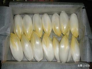 德國人最喜歡的蔬菜之一，像白菜又像花，中國人拿來當成盆栽