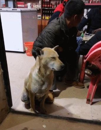 主人帶狗子出來打牌，狗狗都頂不住了，狗：我好睏呀，快點回家吧