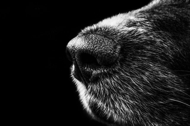 狗狗真的能嗅出主人得癌症嗎？有狗就不用去做癌症篩查了？