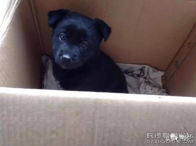一條土狗的使命：下一世，你還記不記得我？