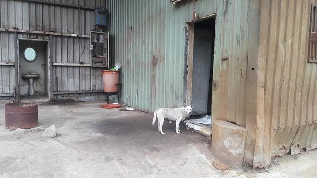 廢品回收站搬遷，忠心土狗被留下，牆上日曆記載著它已被遺棄一年
