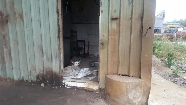 廢品回收站搬遷，忠心土狗被留下，牆上日曆記載著它已被遺棄一年