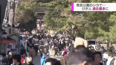 奈良小鹿一年傷了209人！8人骨折！原來鹿有這個反應是攻擊的意思