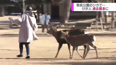 奈良小鹿一年傷了209人！8人骨折！原來鹿有這個反應是攻擊的意思