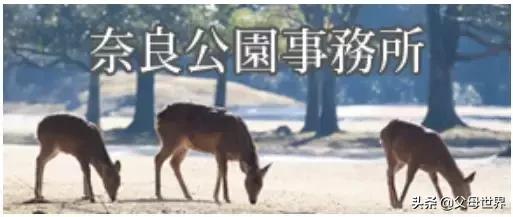 奈良小鹿一年傷了209人！8人骨折！原來鹿有這個反應是攻擊的意思