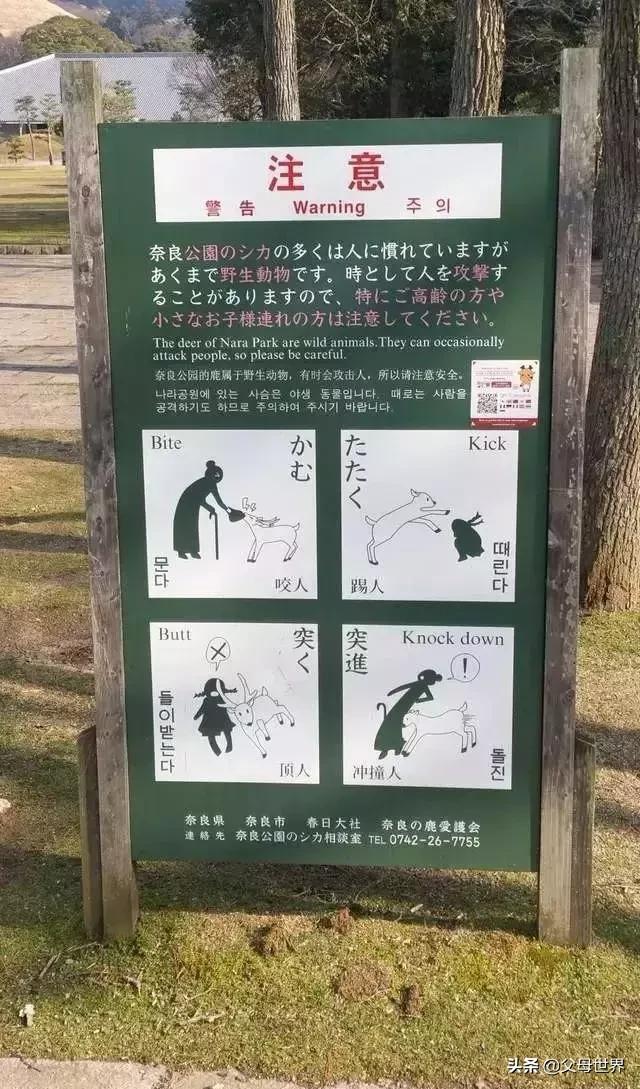 奈良小鹿一年傷了209人！8人骨折！原來鹿有這個反應是攻擊的意思