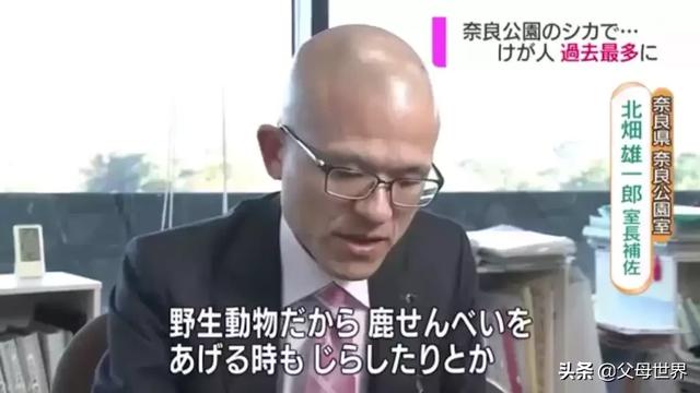 奈良小鹿一年傷了209人！8人骨折！原來鹿有這個反應是攻擊的意思