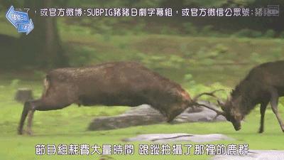 奈良小鹿一年傷了209人！8人骨折！原來鹿有這個反應是攻擊的意思